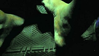 Driver touches gas pedal with bare toes