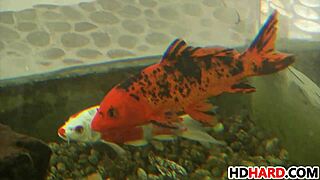 Maddy and Lily tease with big cocks and blowjobs in hardcore scenes