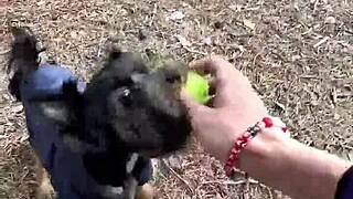 Amateur couple enjoys public blowjob outdoors