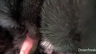 Humping a fox fur blanket on a leather couch masturbate