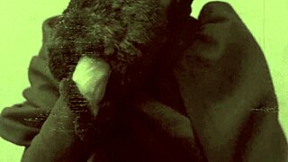 rare old bisexual porn hits hard with raw action
