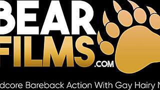 Wild encounter between hairy gay bears Brat Kalvo and Dean Gauge bareback