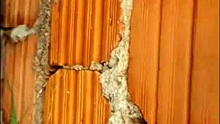 I impregnated my sister-in-law in a group gangbang