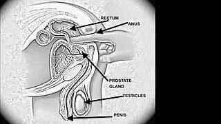 This cute blonde with small tits gives an amazing handjob and oral before getting spunked!