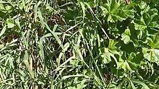 The grass is a cave and the grotto is excited and squirting