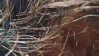 amateur girlfriend gives blowjob in the bush, then doggy style until cum in mouth