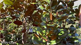 Wifey heads out braless in summer dress looking amazing with blonde hair