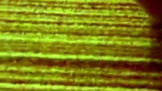 shemale jerks off in stockings while talking dirty