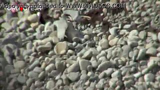 Curvy milf with tan lines bends over for public beach quickie after blowjob.