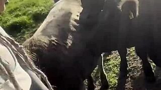 Just a tattooed happy hippy country girl chatting with cows and you too