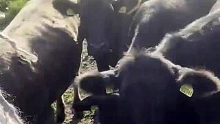 Just a tattooed happy hippy country girl chatting with cows and you too