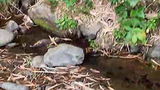 stranger big ass ebony latina wants monster cock creampie in woods