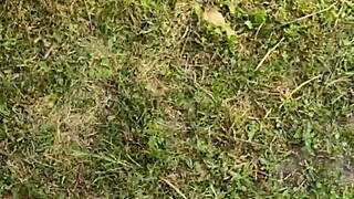 curvy milf couple nearly caught rough fucking big cocks in park