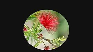 Hyderabad Cam Girl Sirisha Fingers Herself Live European Pakistani Show