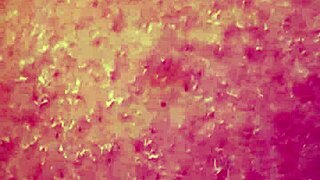 Curvy BBW's First Dildo Tease on Massive Tits Solo