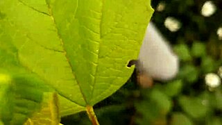 i SPY neighbor's PANTIES OFF as she masturbates to orgasm in daisies