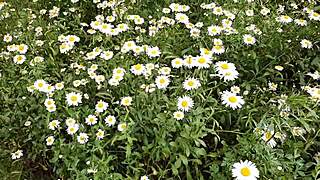 i SPY neighbor's PANTIES OFF as she masturbates to orgasm in daisies