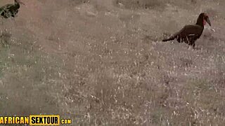 Horny African Teen's Perfect Big Ass Takes Wild Pussy Pounding Awahle!