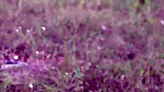 russian brunette's hairy ass anal masturbation outdoors phone sex voyeur orgasm